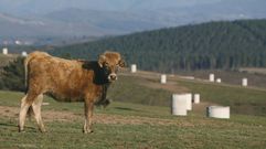 Una vaca pasta entre los soportes para los paneles solares del fallido huerto solar