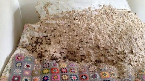 Las avispas encontraron cómoda esta cama con su colcha de croché