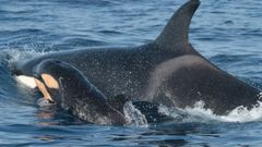 Orcas ibricas, una cra y un adulto, en una foto de archivo