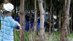 Tiendas de campa�a en un pinar.
