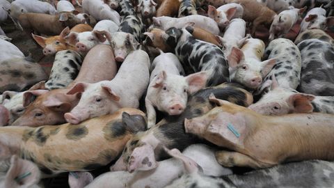 Imagen de archivo de una granja de cerdos.