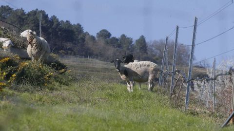 Ovejas pastando junto a las cepas en las vi�as de la bodega Rectoral de Amandi