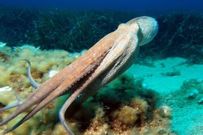 pulpo_detalle