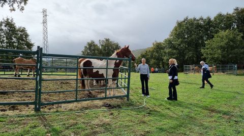 En la exposicin ganadera hay, entre otros animales, caballos.