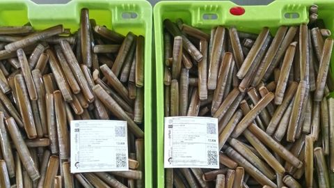 Longueir�n vendido esta semana en la lonja de Fisterra