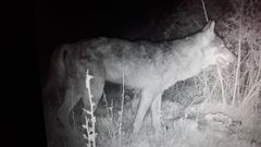 Dos lobo atacan a un reba�o de Allariz
