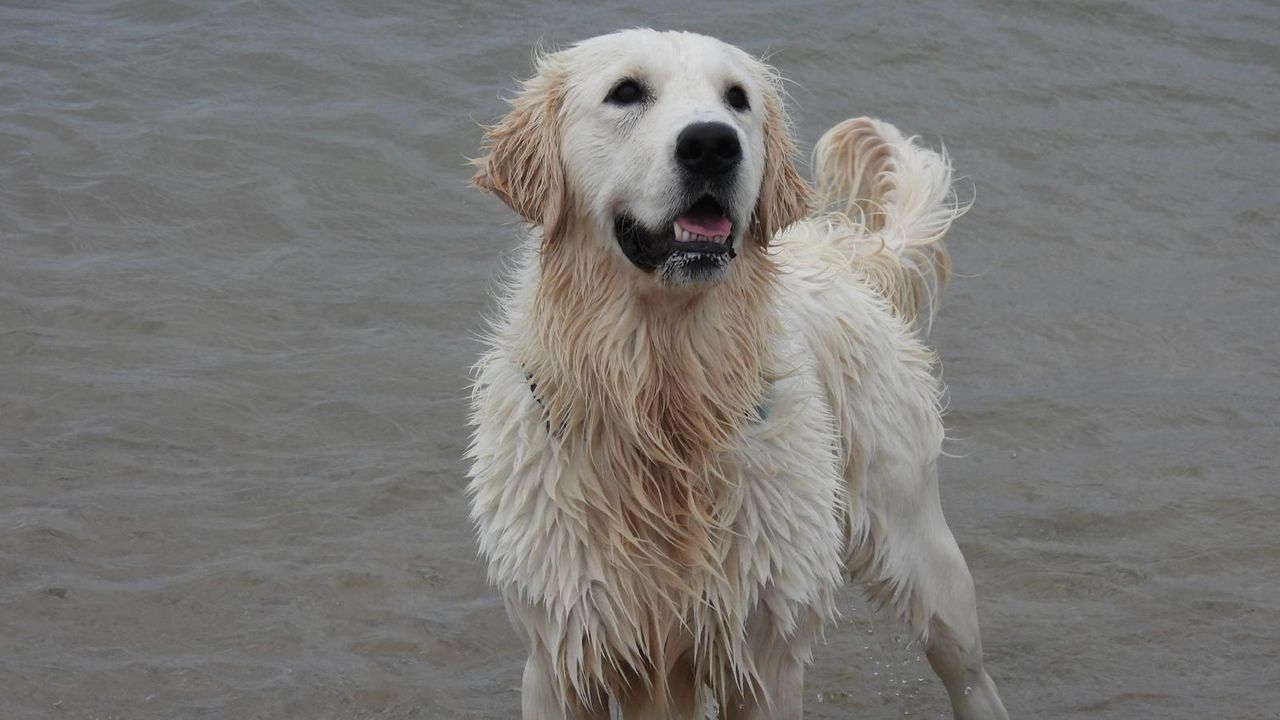 Estos animales gallegos suman más de un millón de seguidores en redes: «Lucas es autosuficiente, gana para mantenerse»