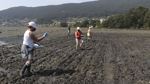 Las mariscadoras siguen los surcos abiertos por el tractor y van soltando manojos de almejas
