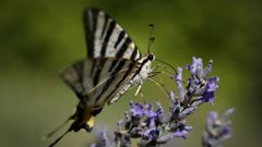 Una Iphiclides podalirius, una de las mariposas diurnas m�s grandes y vistosas de Europa, liba el n�ctar de las flores de Lavanda en el parque de El Retiro en Madrid