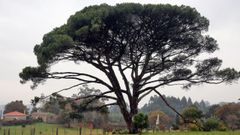 Novas �rbores senlleiras en O Saln�s