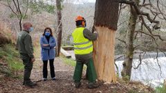 Eliminando la corteza de los ejemplares de mayor tama�o de �Acacia melanoxylon�.