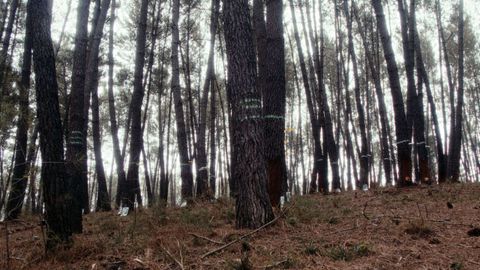 El aprovechamiento de resina va a ms ltimamente en Galicia.