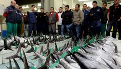 Burela copa las subastas de bonito, con algunas de m�s de 100.000 kilos, como el jueves pasado. 