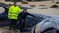 Retiran la ballena varada en Tapia