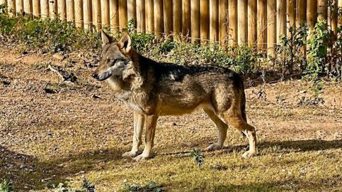 Lobo ib�rico