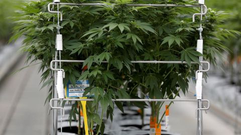 Las plantas de la sustancia estupefaciente aparecieron en el estado norte�o de Assam