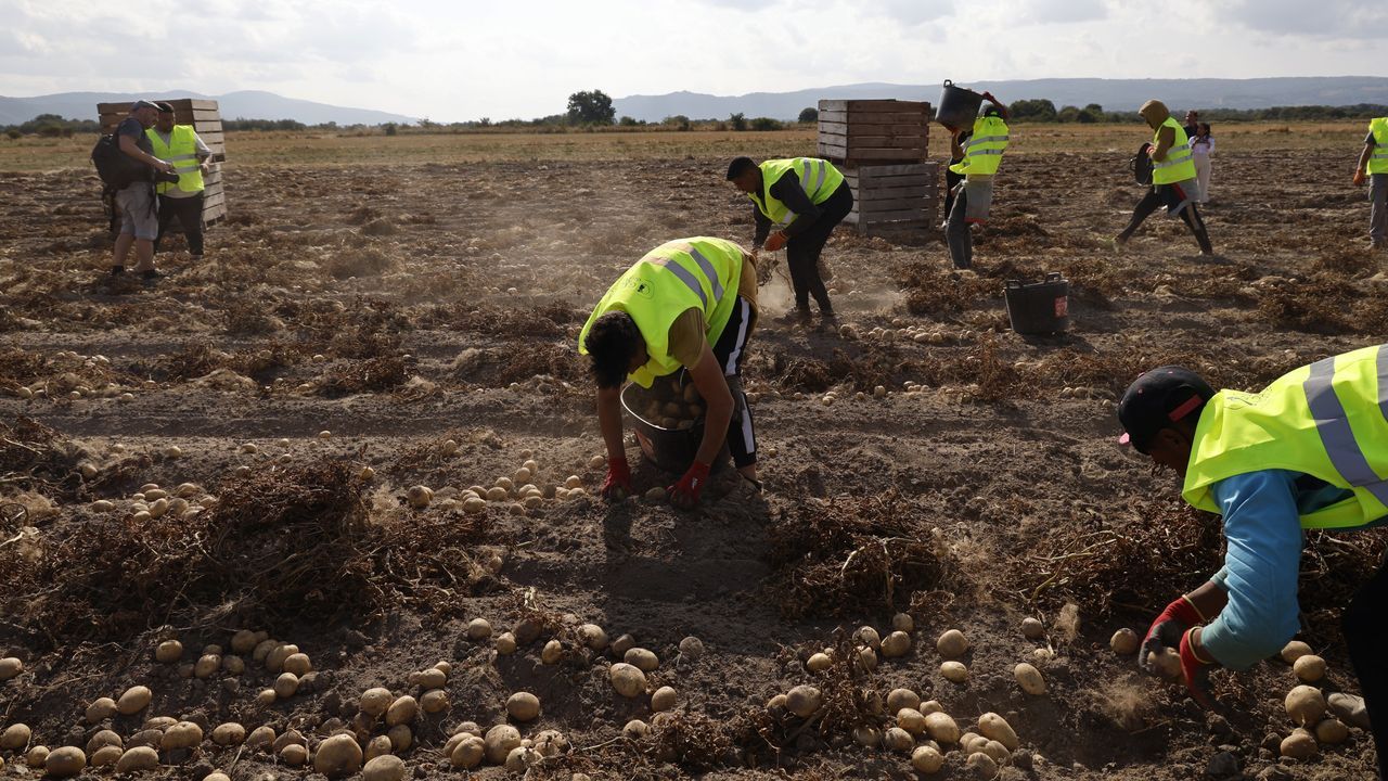 Galicia empieza a recoger la patata con buenas perspectivas de calidad, pero malas de precio
