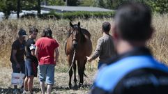 Infanta Elena, cortada por la presencia de caballos sueltos�