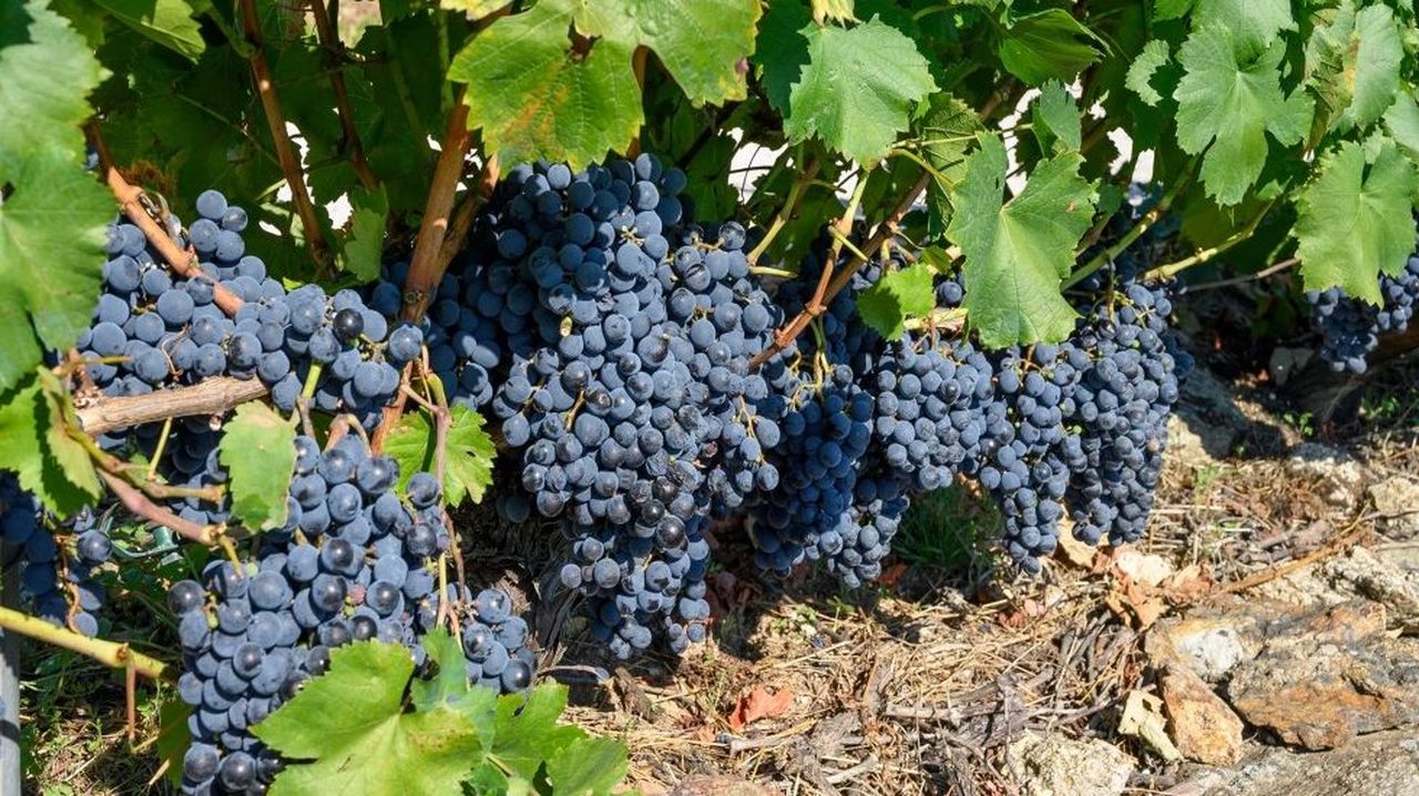 Viticultores de Ribeira Sacra se concentran este viernes frente al consejo regulador