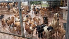 Imagen de archivo de instalaciones de cuidado de animales en Vigo