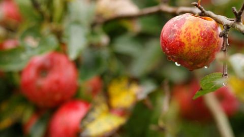 La DOP Sidra de Asturias celebra su 'Experiencia Cosecha'.