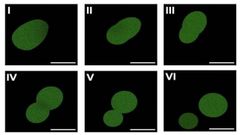 Microscop�a de fluorescencia de SpudCell, una c�lula sint�tica ensamblada completamente a partir de componentes qu�micos no vivos, en proceso de divisi�n.