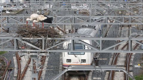 Dos cig�e�as preparan su nuevo nido en la estaci�n de Monforte mientras por debajo pasa un tren