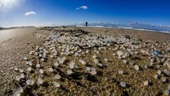 Una marea de los 26.000 kilos de pélets de plástico que perdió el mercante Toconao salpicó a finales del 2023 y principios del 2024 playas gallegas, como esta de Fisterra, y de Asturias, Cantabria y País Vasco
