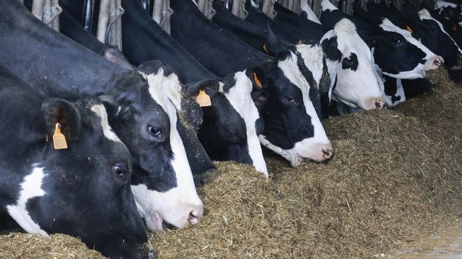 Vacas en una granja en una imagen de archivo