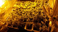 Plantaci�n de marihuana en Visma