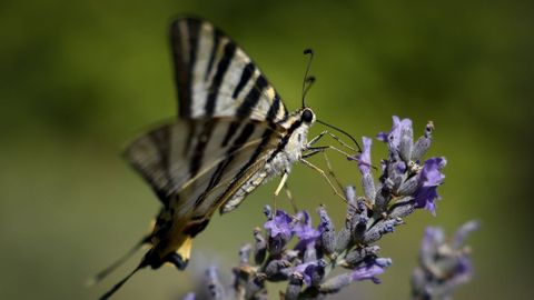 Una Iphiclides podalirius, una de las mariposas diurnas m�s grandes y vistosas de Europa, liba el n�ctar de las flores de Lavanda en el parque de El Retiro en Madrid