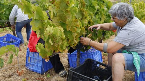 La bodega Couto Mixto abrió la vendimia en la D.O. Monterrei.