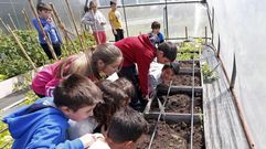 Roban plantas en el invernadero del colegio Salustiano Rey Eiras