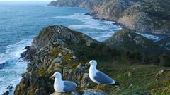 Dos gaviotas patiamarillas en C�es