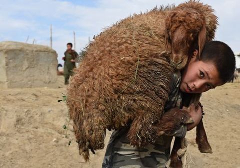 Un ni�o lleva una oveja a hombros para ser sacrificada