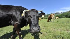 Imagen de archivo de unas vacas pastando en un prado