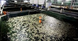 La planta de Mira fue inaugurada en el 2009 y, desde entonces, solo ha acarreado p�rdidas a la multinacional.