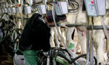 Los ganaderos lograron elevar algo el precio de la leche y no quieren volver a los bajos valores.