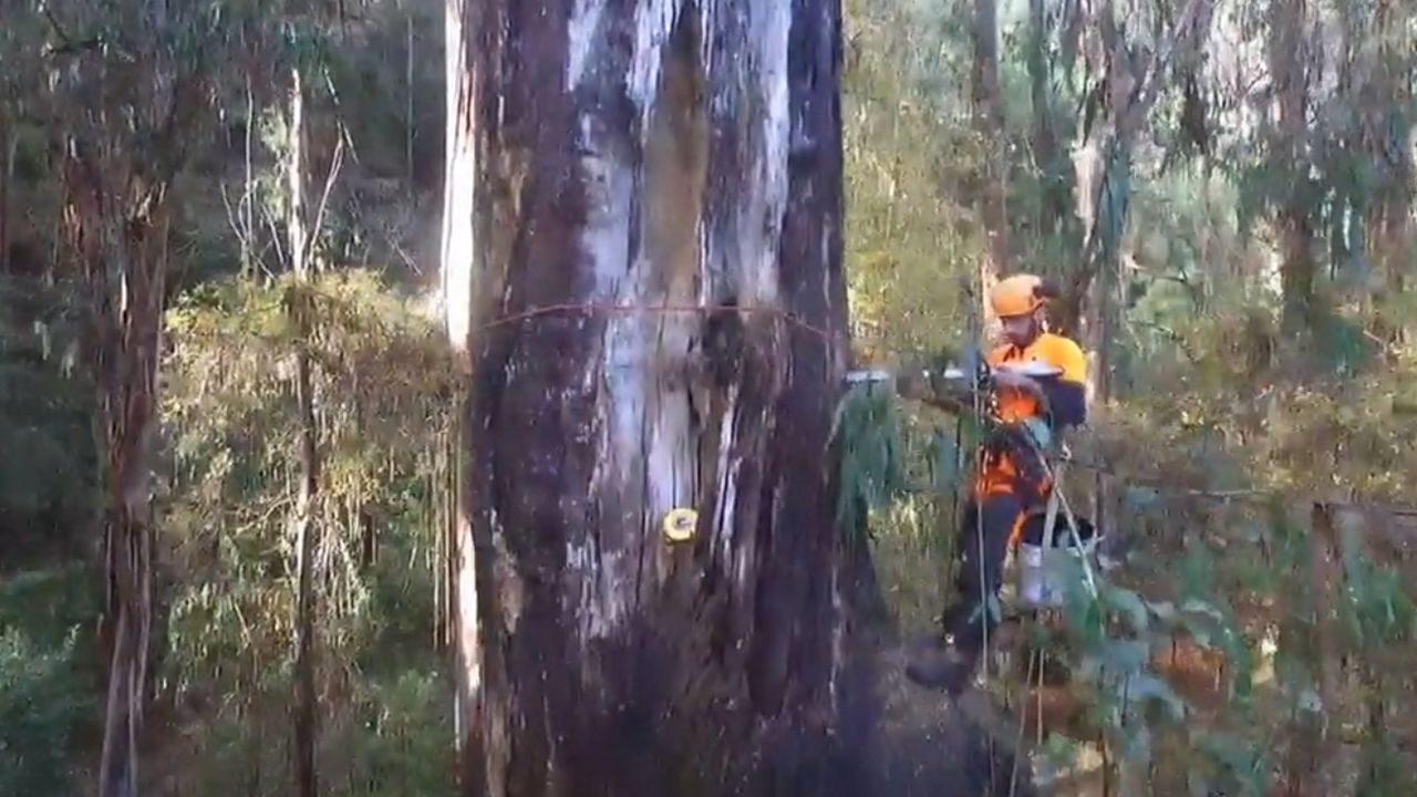 La Xunta empezará a corto plazo la «operación» para alargar la vida de O Avó en el Souto da Retorta: el árbol más visitado de Europa