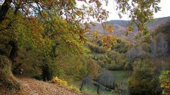 El bosque conviven �rboles y plantas de numerosas especies