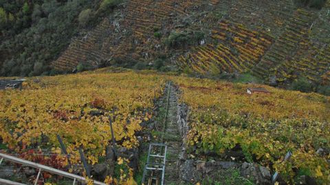 Viñedos en la parroquia de Doade (Sober), dentro de la Ribeira Sacra.