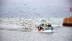 Aves marinas como, por ejemplo, las gaviotas suelen lanzarse a por el pescado de los barcos, persigui�ndolos, como a este en una foto de archivo