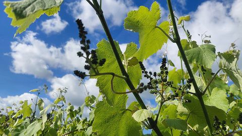 As&iacute; se encuentra el vi&ntilde;edo de R&iacute;as Baixa a estas alturas del a&ntilde;o