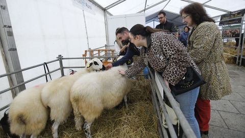Feria de ganado ExpoLugo, junto a O Vello Cárcere