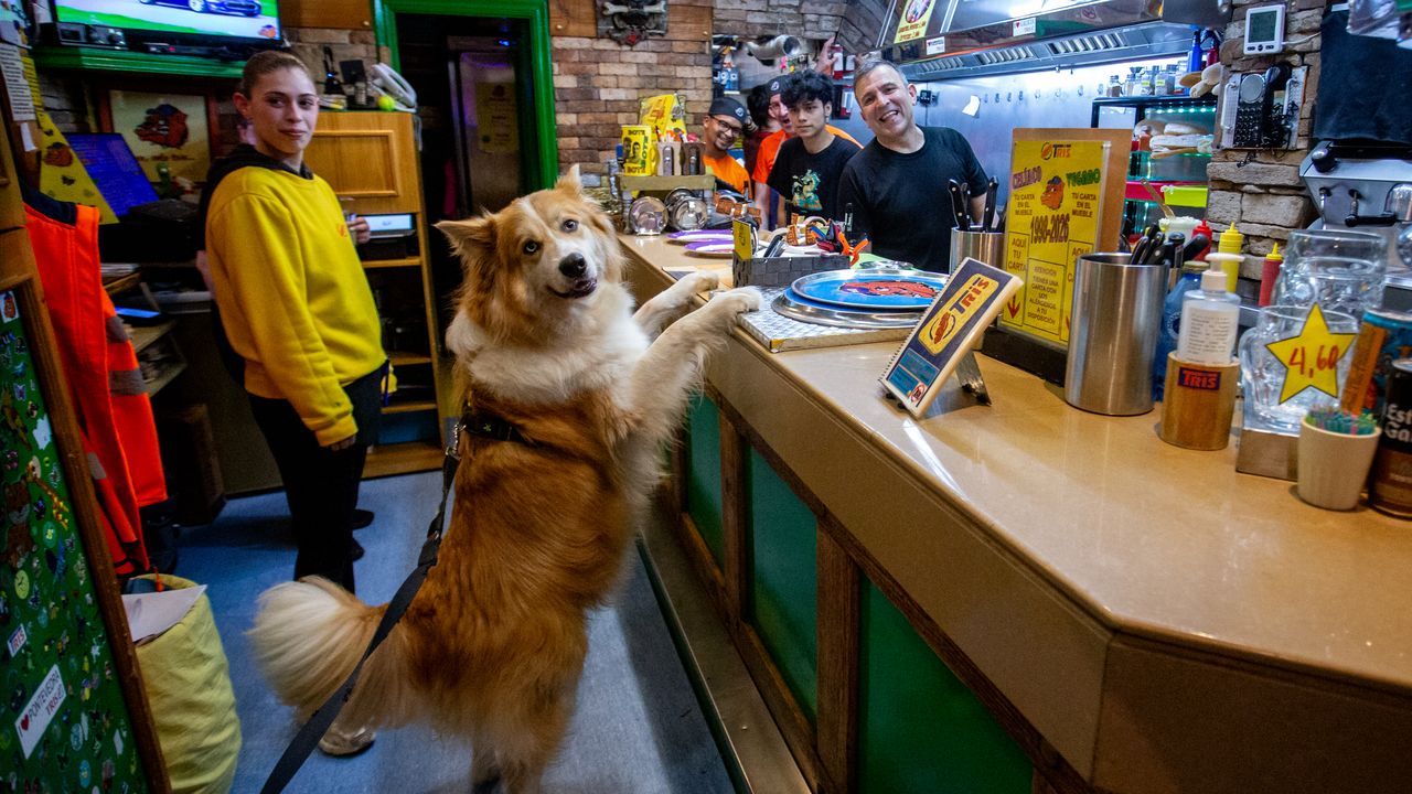 Cinco locales gallegos para que tú y tu perro toméis algo juntos