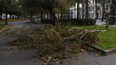 rbol derribado por el viento en los jardines de Mndez Nez, en A Corua, este sbado