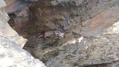 Una nutria aliment�ndose en un cantil de Foz