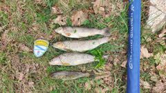 Un vecino de Friol, multado por pescar truchas que no cumpl�an el tama�o m�nimo permitido.