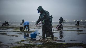 Mariscadoras en la r&iacute;a de Pontevedra trabajando esta primavera