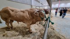 Las vacas de raza rubia gallega estn presentes en Expolugo